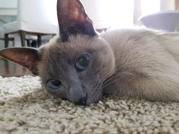 /Images/uploads/Humane Rescue Alliance/HRACalendarPhotoContest/entries/8620thumb.jpg